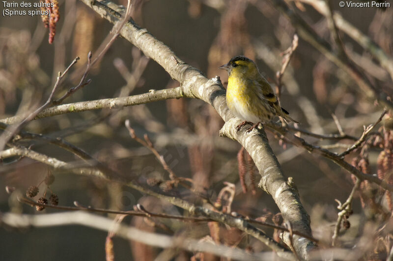 Eurasian Siskin male adult