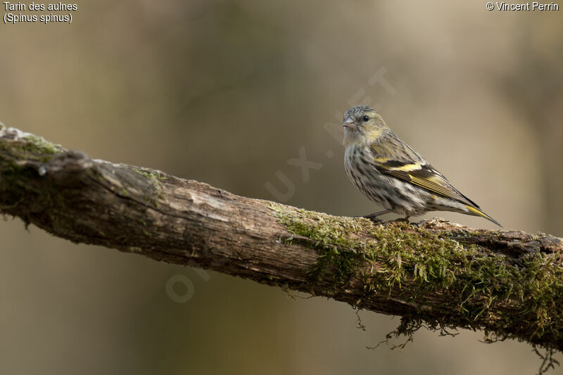 Eurasian Siskin