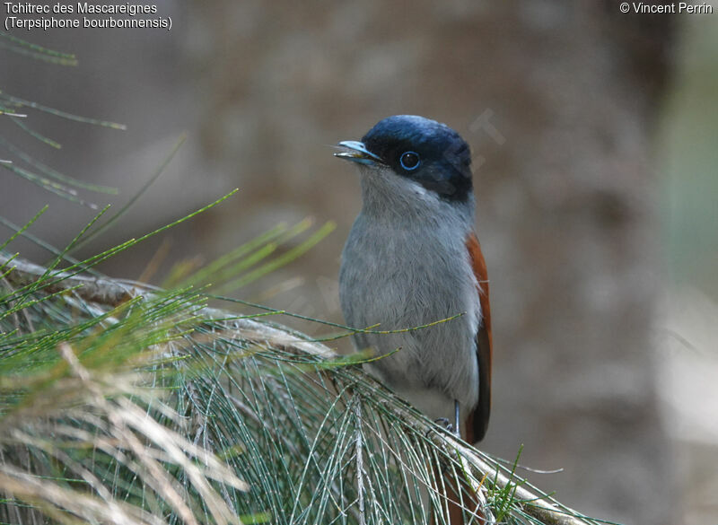 Mascarene Paradise Flycatcher male adult, eats