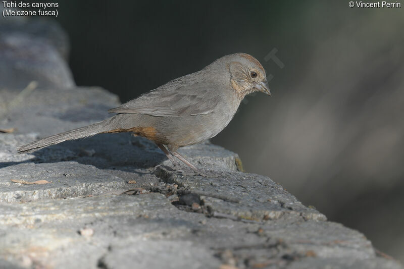 Canyon Towhee