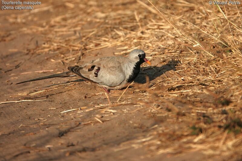 Namaqua Dove