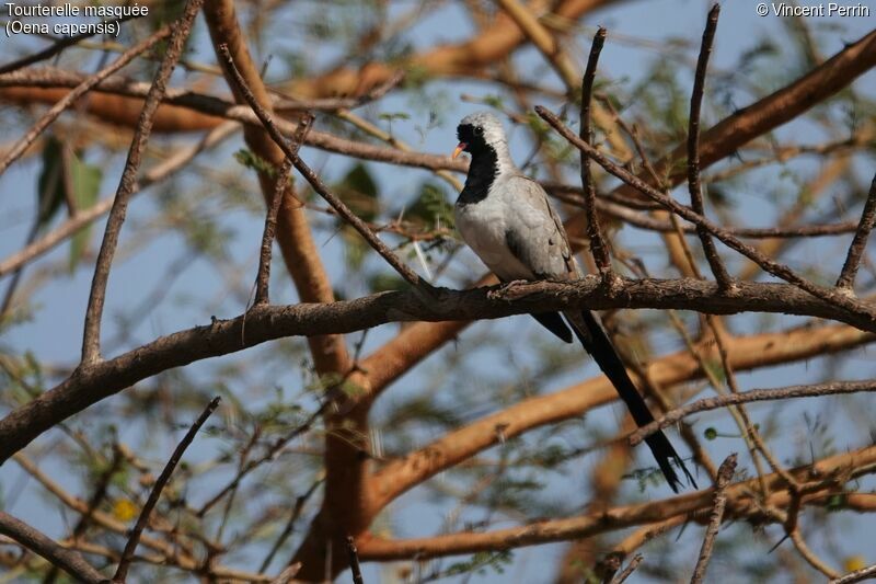 Namaqua Dove