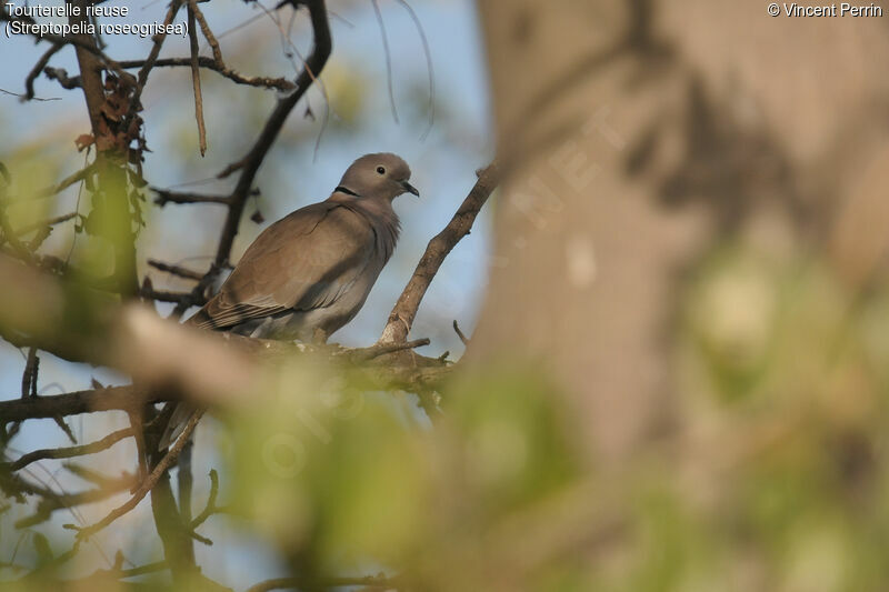 African Collared Doveadult