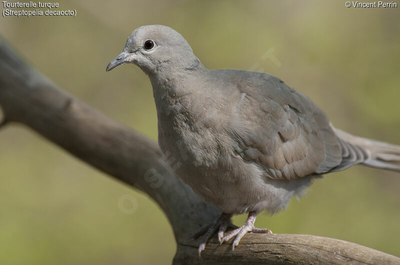 Eurasian Collared Doveadult