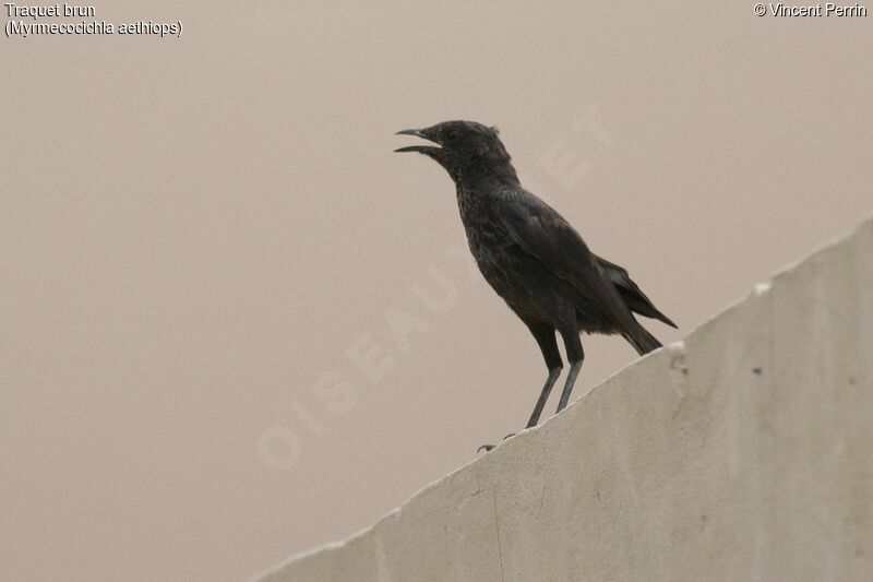 Anteater Chat