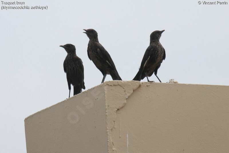 Anteater Chat