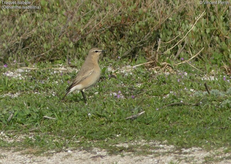 Isabelline Wheatear, identification, eats