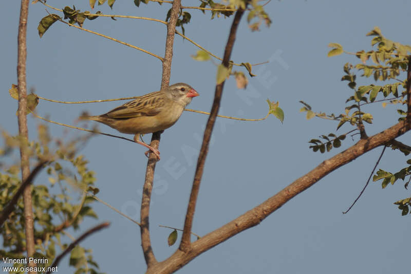 Travailleur à bec rouge mâle 2ème année, identification