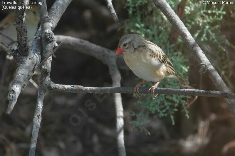 Red-billed Quelea, close-up portrait