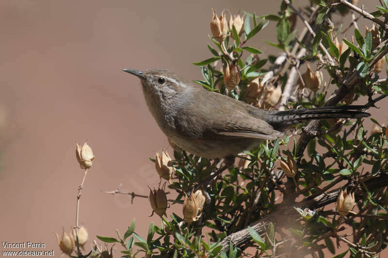 Troglodyte de Bewickadulte, identification