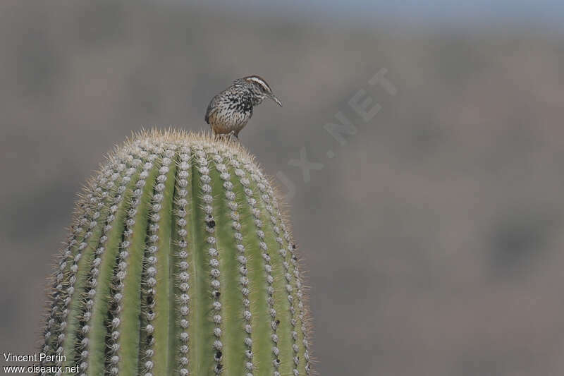 Troglodyte des cactusadulte, habitat