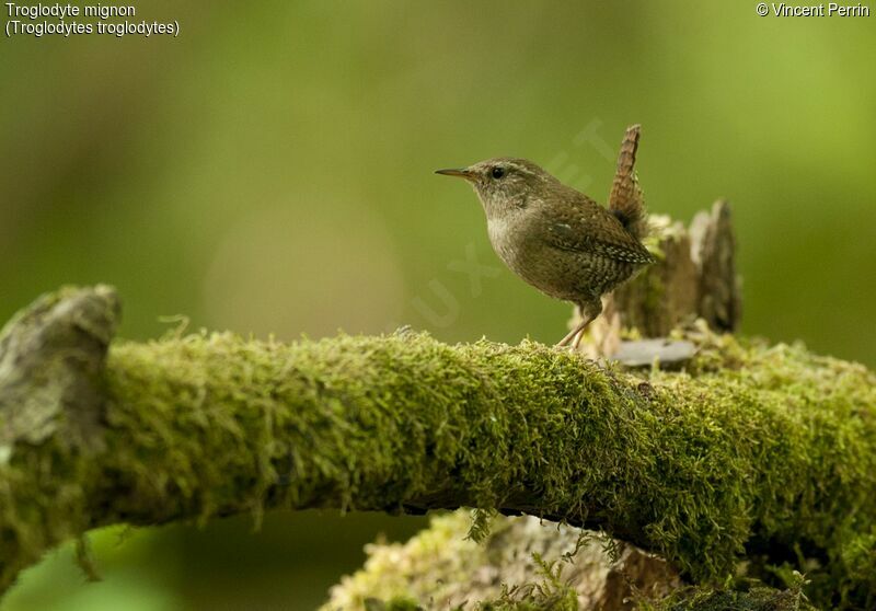 Troglodyte mignon