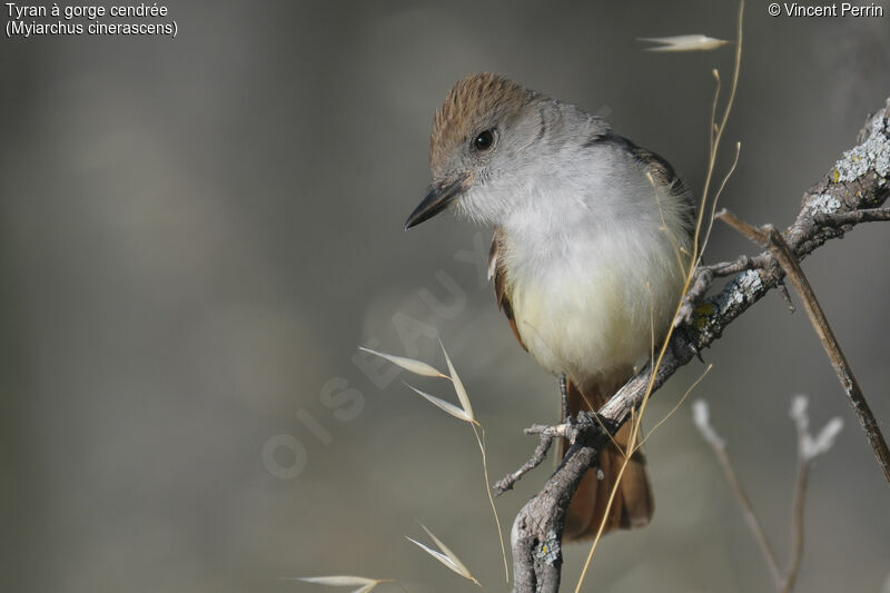 Ash-throated Flycatcher