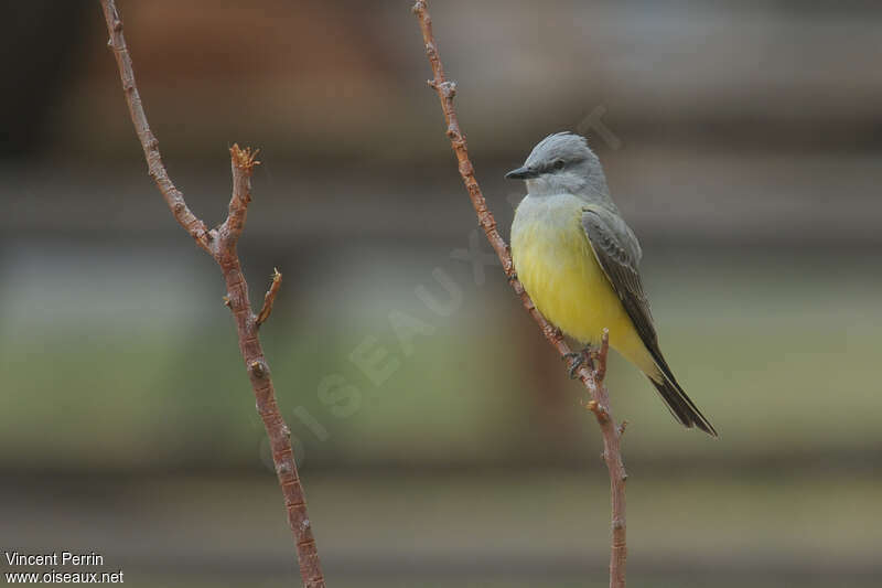 Western Kingbirdadult, identification