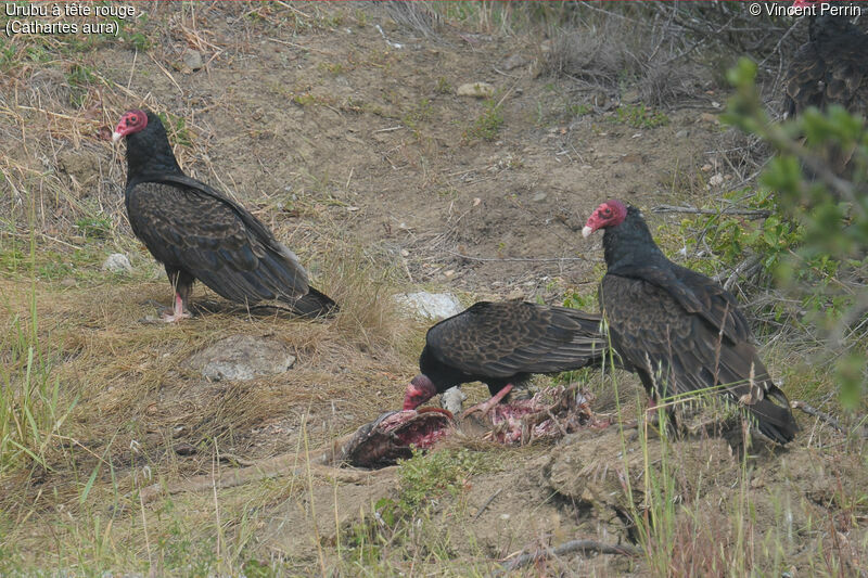 Urubu à tête rouge