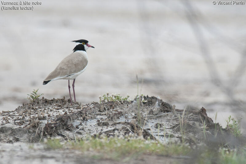 Black-headed Lapwingadult, close-up portrait, eats