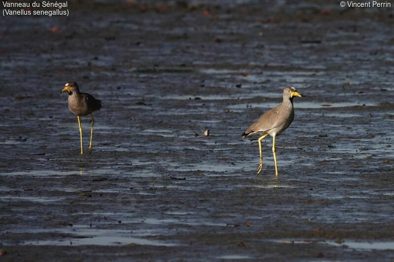 African Wattled Lapwing, eats