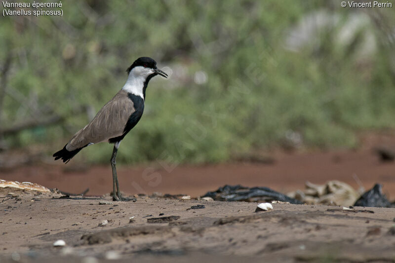 Spur-winged Lapwingadult