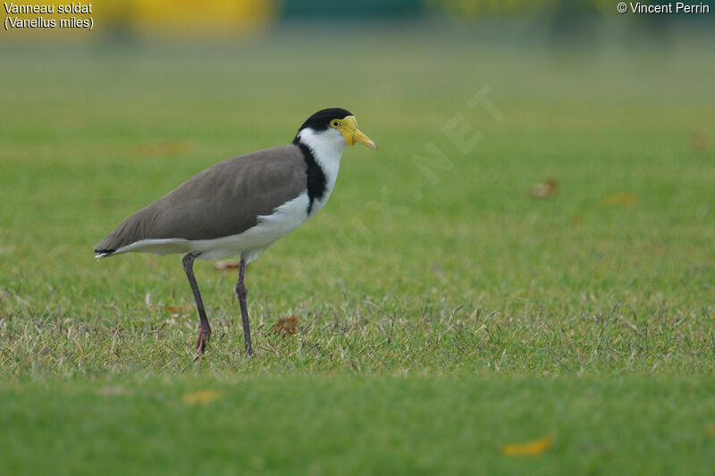 Masked Lapwingadult