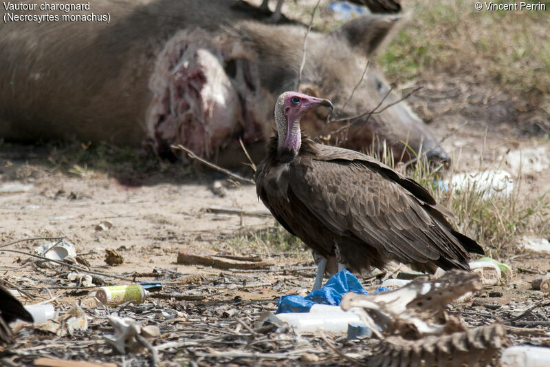 Hooded Vulture