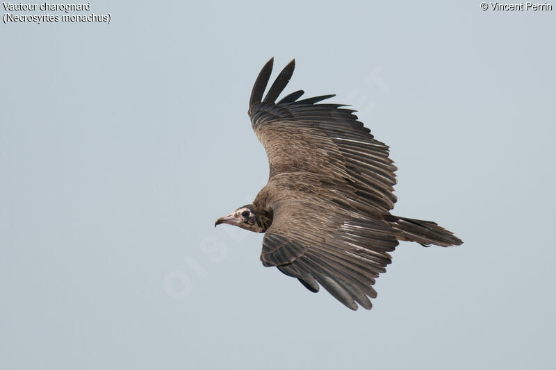 Hooded Vulture