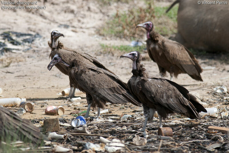 Vautour charognard, mange