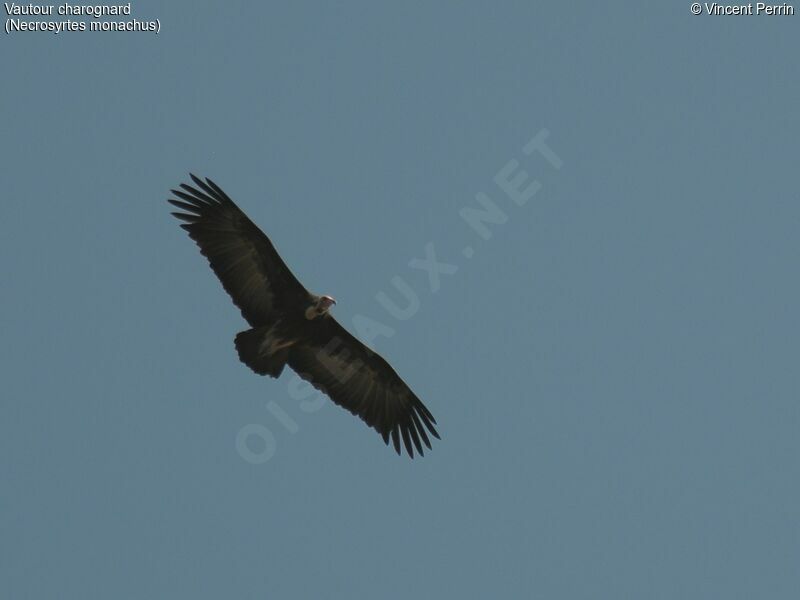 Vautour charognard