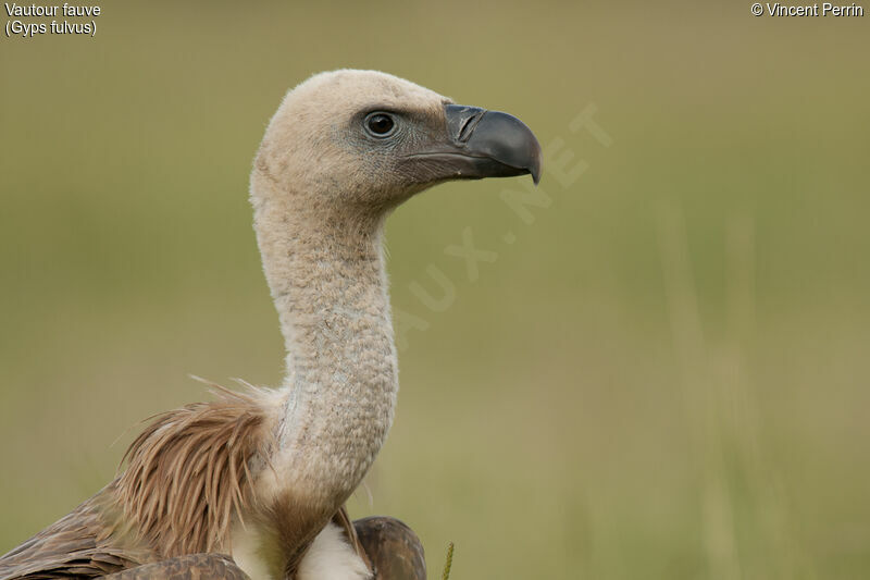 Vautour fauveimmature