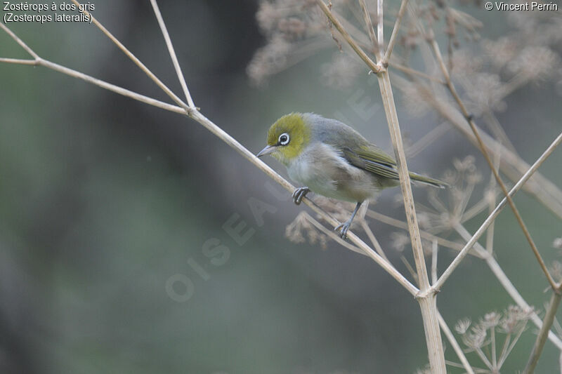 Silvereye