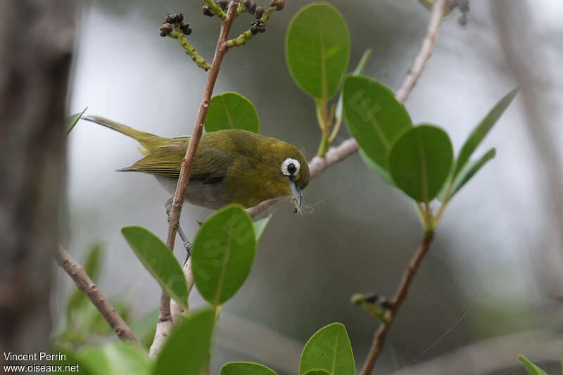 Green-backed White-eye, feeding habits