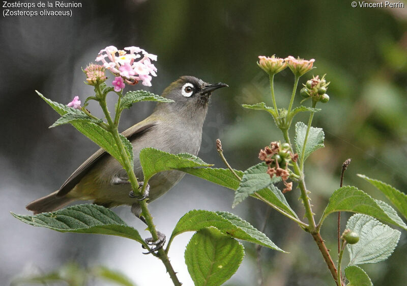 Reunion Olive White-eye, eats