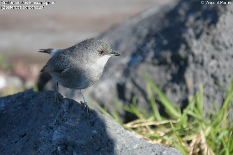 Reunion Grey White-eye