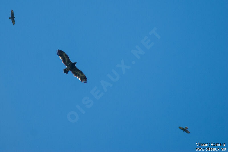 Aigle des steppes3ème année