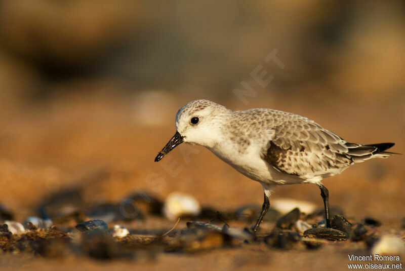 Bécasseau sanderling1ère année