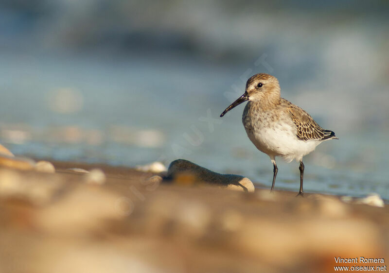 Bécasseau variable1ère année