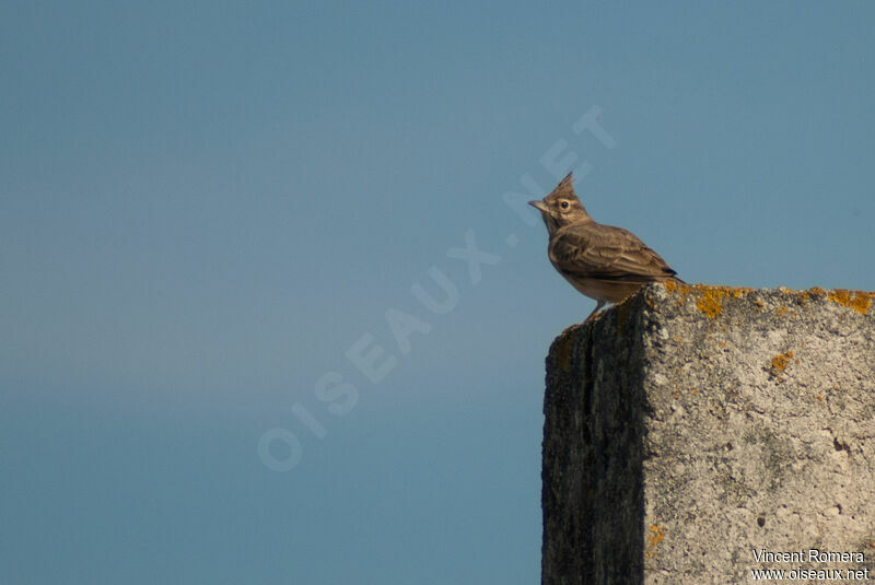 Cochevis huppéadulte