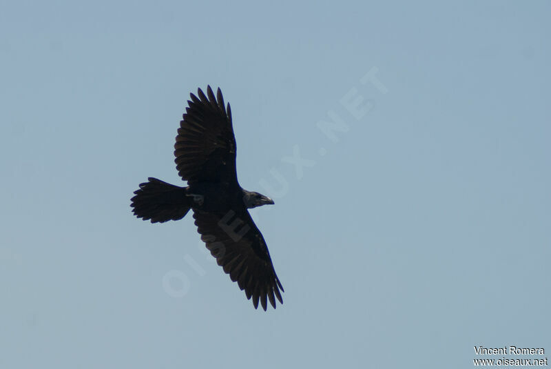 Grand Corbeau1ère année