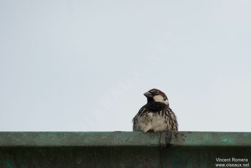 Spanish Sparrow male adult breeding