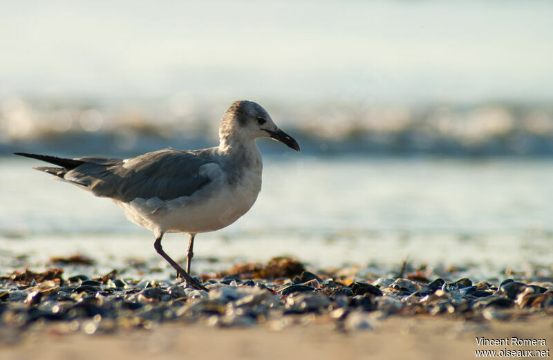 Mouette atricille2ème année, régime