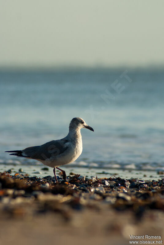 Mouette atricille2ème année