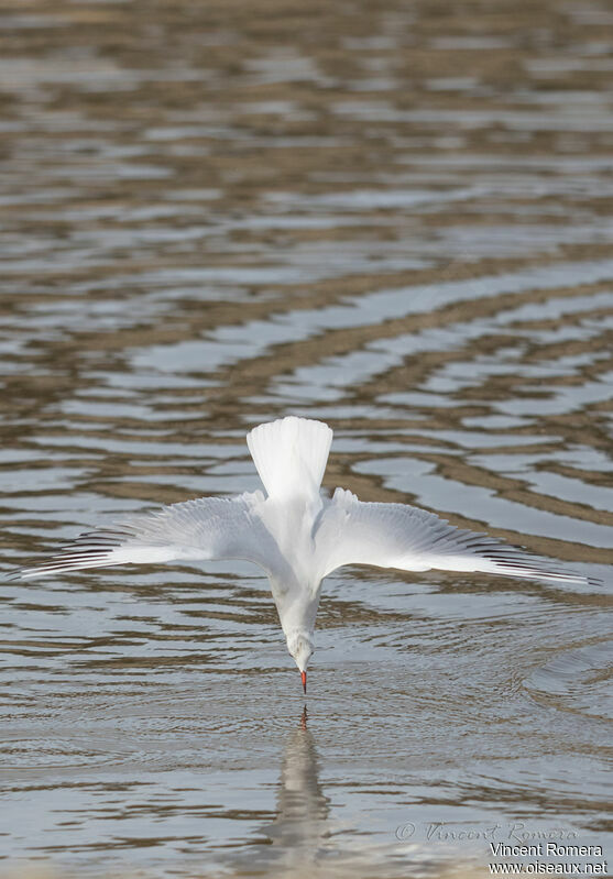 Mouette rieuse