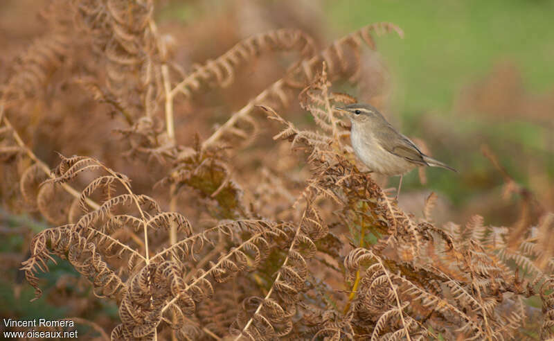 Dusky Warbleradult post breeding, habitat, pigmentation, Behaviour