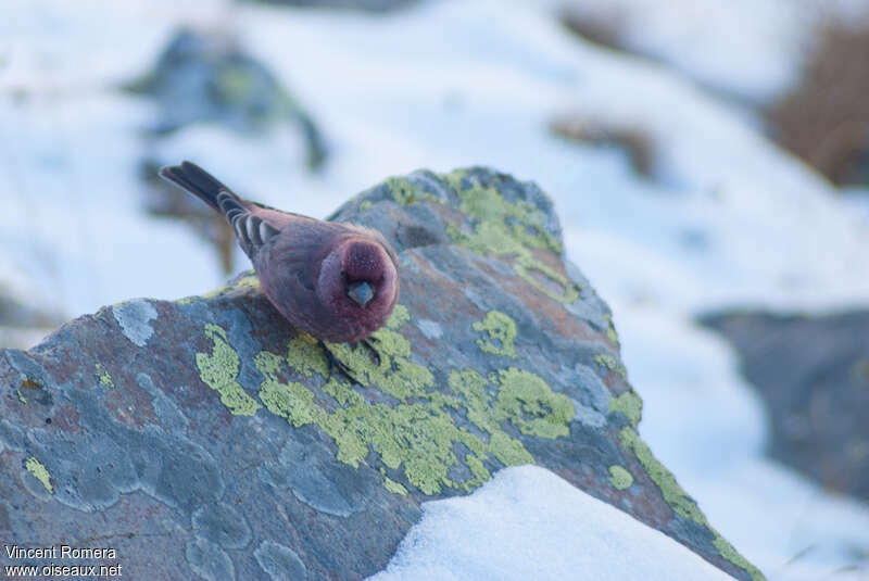 Roselin tacheté mâle adulte, identification