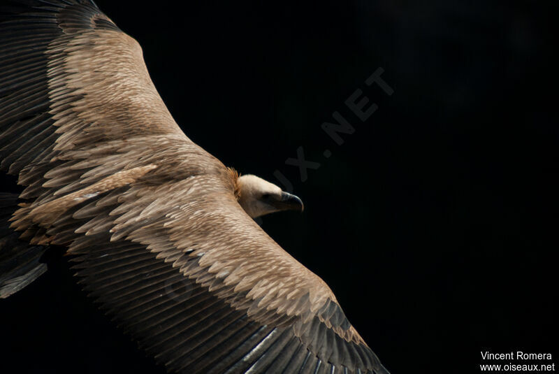 Vautour fauve1ère année