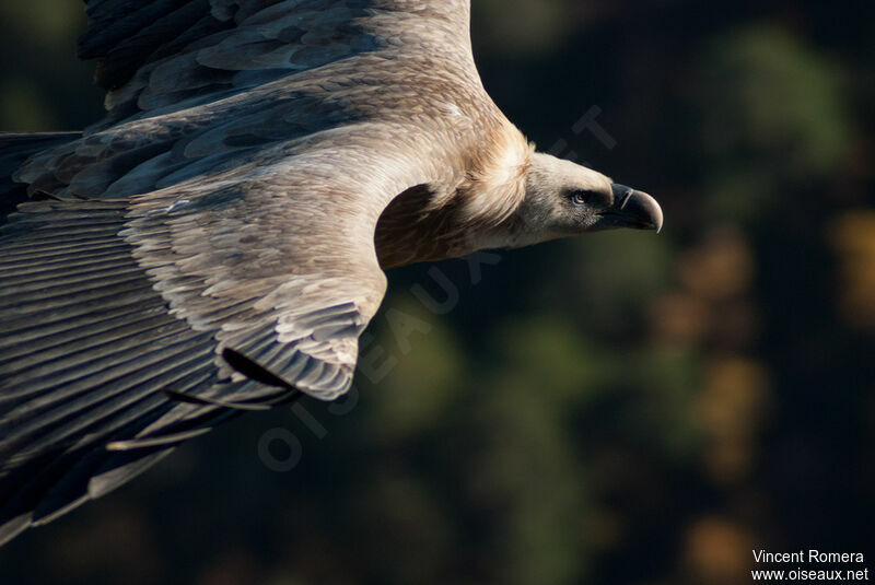 Vautour fauve