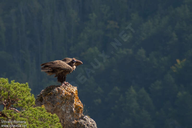 Vautour moineadulte, habitat, Comportement