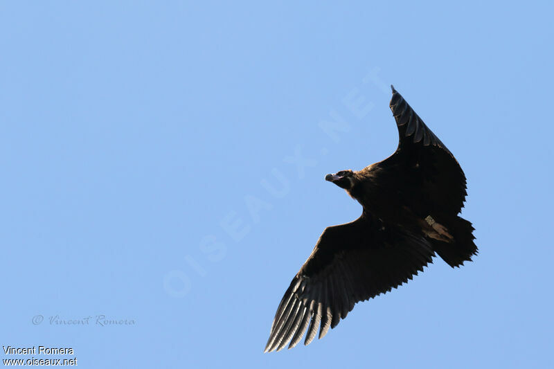 Vautour moine1ère année, identification, composition, Vol