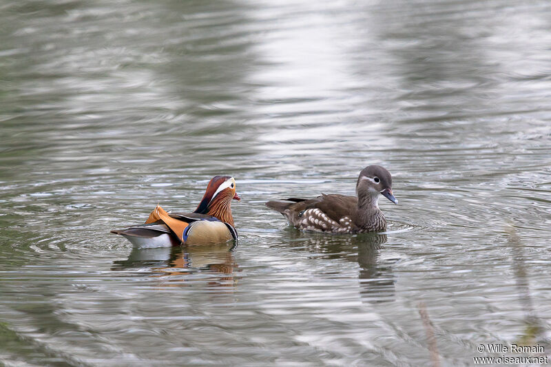 Canard mandarinadulte nuptial, nage