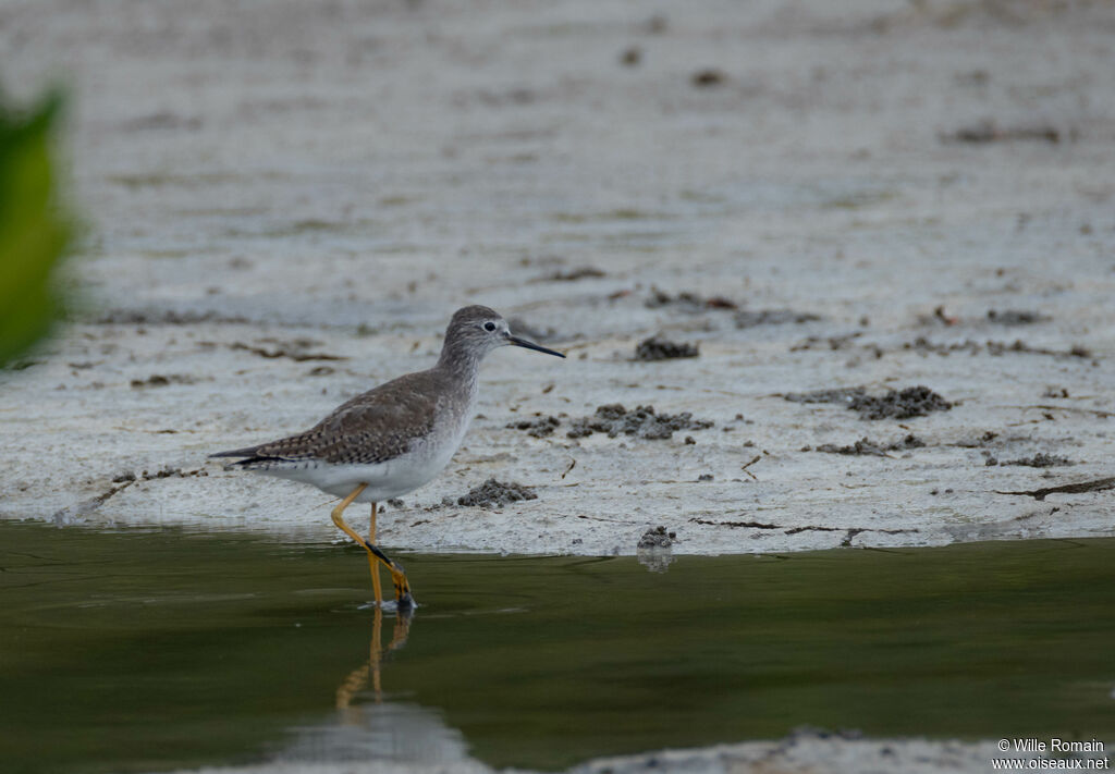 Chevalier à pattes jaunes - Petit Chevalier<br />