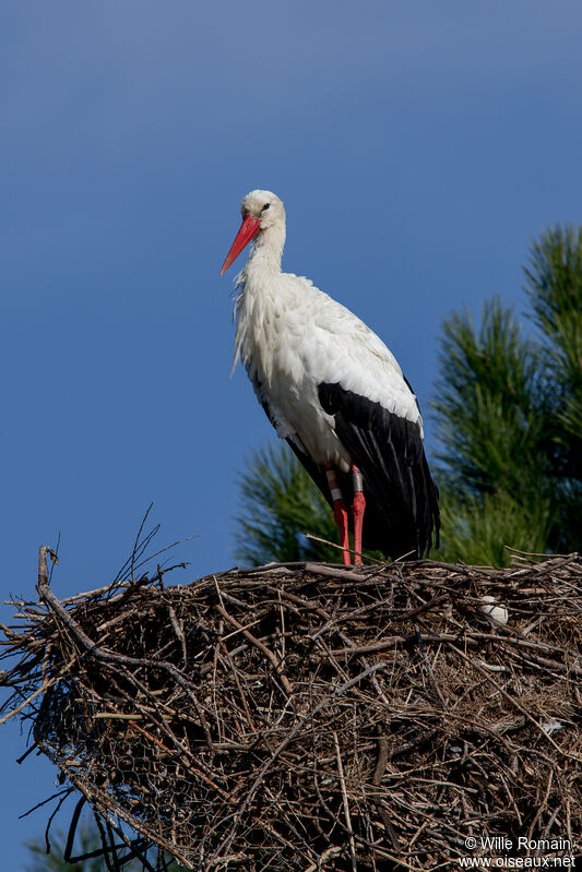 Cigogne blancheadulte, Nidification